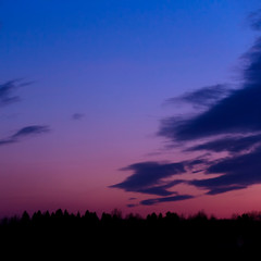 Fototapeta na wymiar Silhouette of the forest against the night sky