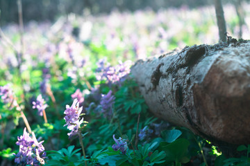 The tree trunk lies on a flower glade. Beautiful and vibrant forest landscape. Spring in the forest. The first flowers. Fairy forest.