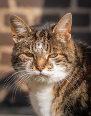 Katze guckt missmutig