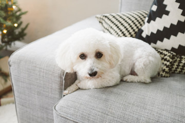 dog looking at camera, sitting on couch