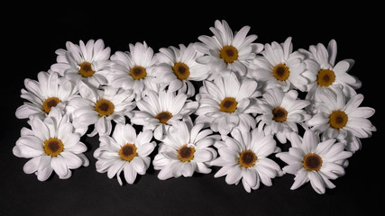 A lot of white buds of small chrysanthemums on a black background