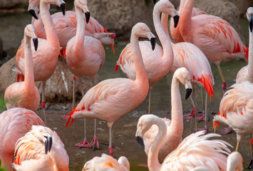 Groupe de flamants du chili, phoenicopterus chilensis, en gros plan