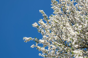 Blossoming white trees on a background of blue sky.