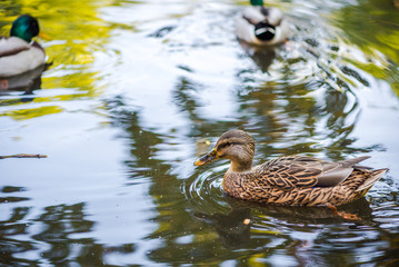 A flock of ducks swimming in a pond in the park. Summer photo