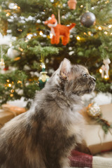 Obraz premium cat in front of christmas tree at home
