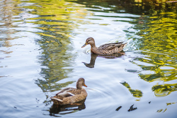 A flock of ducks swimming in a pond in the park. Summer photo