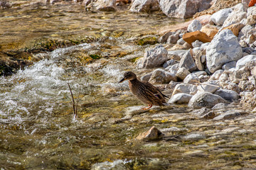 One female mallard duck on riverbank