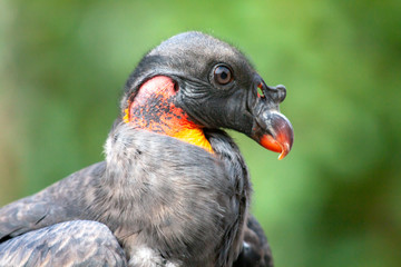 Portrait de condor des Andes - Vultur gryphus 