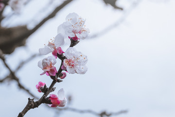 Beautiful blooming tree in early spring