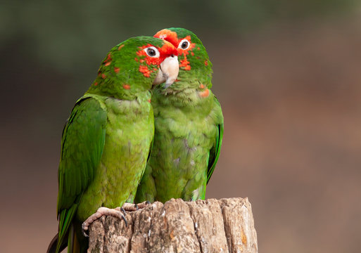 Couple de aras verts 