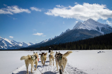 Dog sledding in Jasper, Canada.