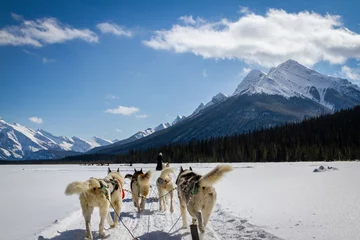 Photo sur Plexiglas Canada Dog sledding in Jasper, Canada.