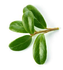 fresh green lingonberry leaves