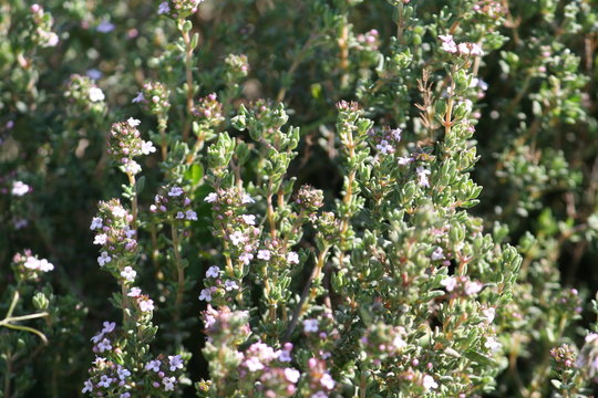 Thym sauvage en fleur