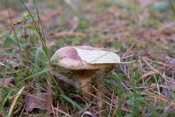 Mushroom in the forest