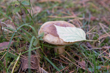 Mushroom in the forest