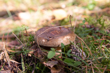 Mushroom in the forest