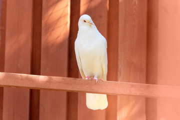 White bird sitting on a branch. Bird is close-up. Wild nature concept. Background horizontal format