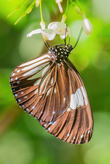 Magpie Crow butterfly - Euploea radamanthus, beautiful large butterfly from Eastern Asian meadows and woodlands, Malaysia.