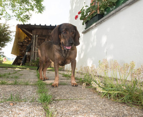 alter hund