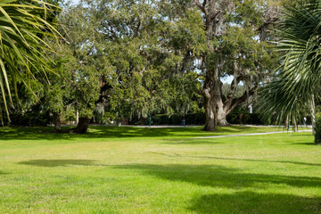 Green spring park with fresh grass, trees, palms. Beautiful nature background