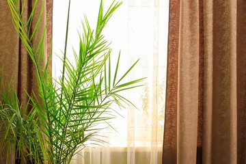 Date palm in a flower pot by the window with brown curtains, home interior with tropical plant....