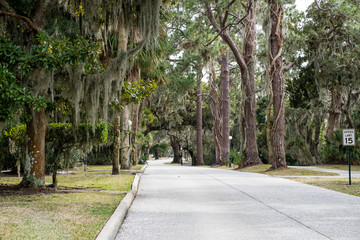 Mossy Oak Trees in green summer park. Jekyll Island, Georgia, USA