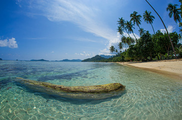 tropical beach with palm trees