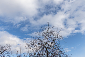 Branches of wild apple tree in the park in winter on a blue sky background