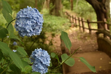 道沿いの紫陽花