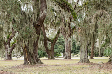 Curved Giant Live Oak Tree with Spanish Moss, Jekyll Island, Georgia