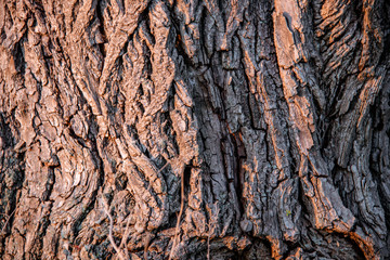tree bark texture