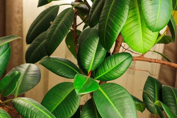 Ficus elastic plant rubber tree in a flower pot by the window with brown curtains. Selective focus.	