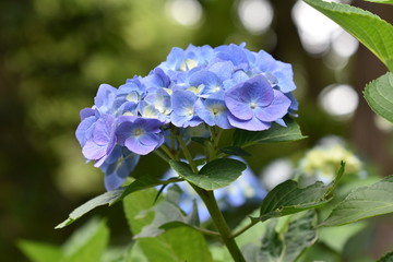 紫の紫陽花