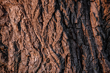 Bark texture