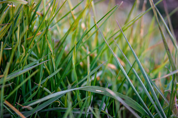 green grass background