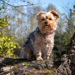 Yorkshire terrier in the countryside