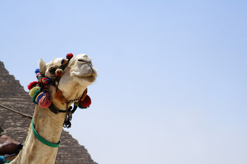 
Camel in the desert of Egypt - obrazy, fototapety, plakaty