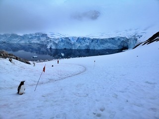 Gentoo Penguins , Neko Harbour , Antarctica 