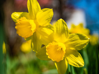 żonkile, narcyz, kwiaty, wiosna © Tomasz