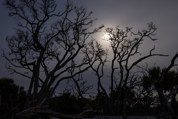 Moonlight through branches of a tree. Night nature landscape