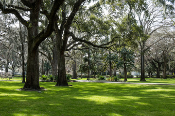 Green spring park with fresh grass, trees, palms. Beautiful nature background