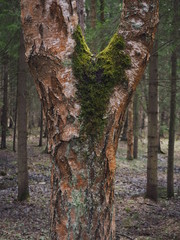 moss grows on an old pine