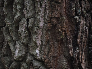 tree bark texture