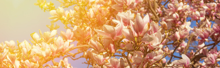 magnolia tree blossom in springtime. tender pink flowers bathing in sunlight. warm april and may weather