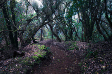 Fototapeta na wymiar path through a dark forest. Misty woodland landscape