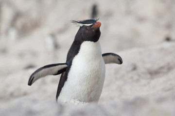 Fototapeta premium Rockhopper penguins sitting on the rocky beach of Isla Pinguino Patagonia Argentina blurred background 