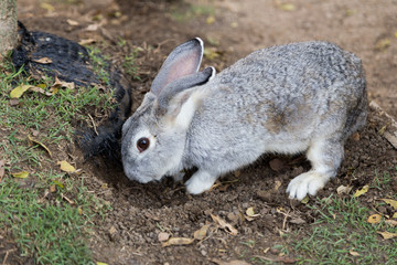 a rabbit digging a hole