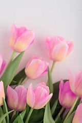top view loving pink Tulip background