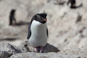Fototapeta premium Rockhopper penguins sitting on the rocky beach of Isla Pinguino Patagonia Argentina blurred background 